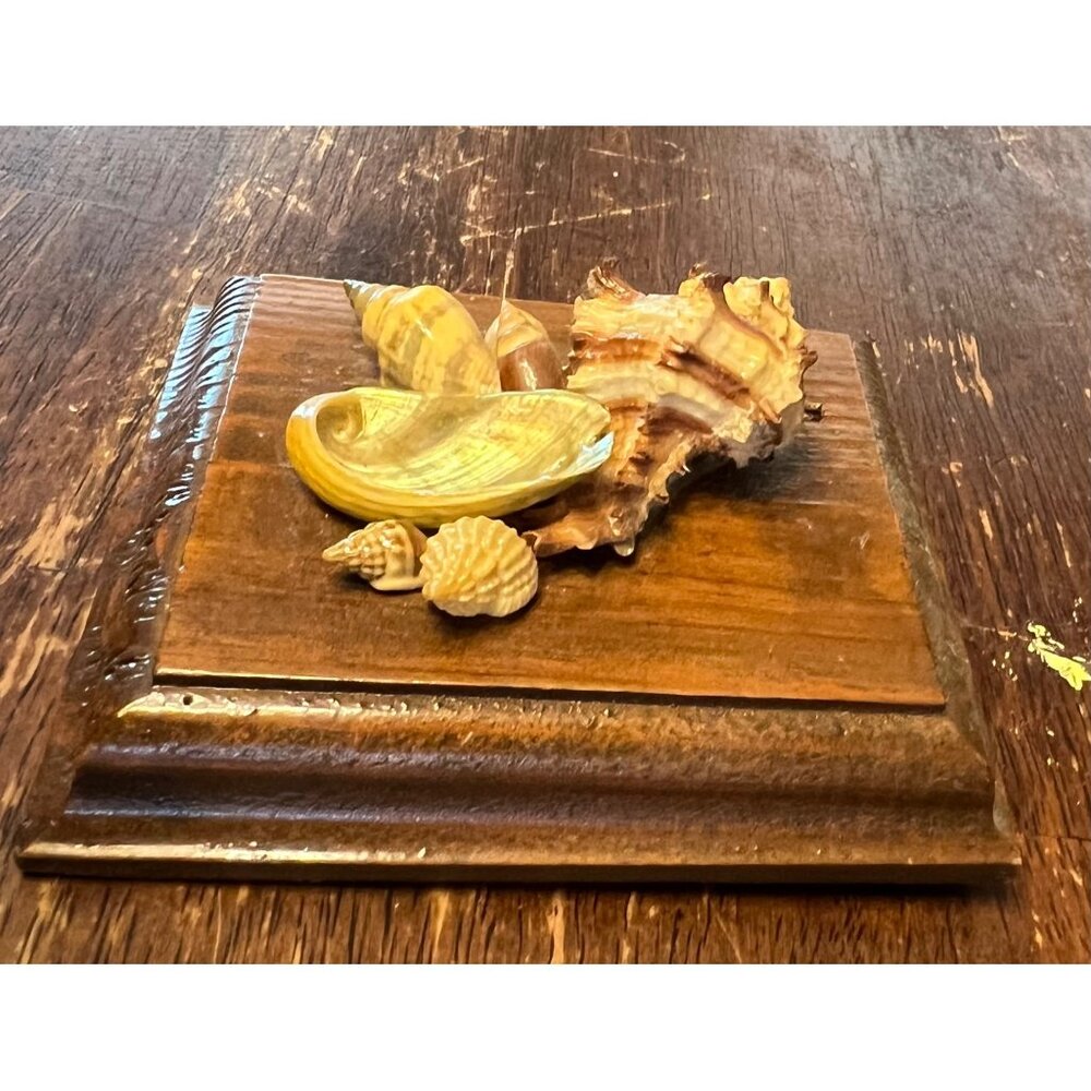 Decorative Vintage Seashell Display On Wooden Base - Picture 4 of 8